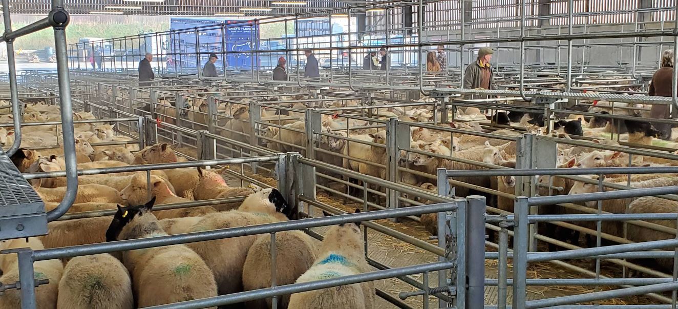Proposals to develop land next to Holsworthy’s livestock market will be available to view at a public consultation on Monday, April 20. Credit: TDC