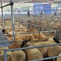 Proposals to develop land next to Holsworthy’s livestock market will be available to view at a public consultation on Monday, April 20. Credit: TDC