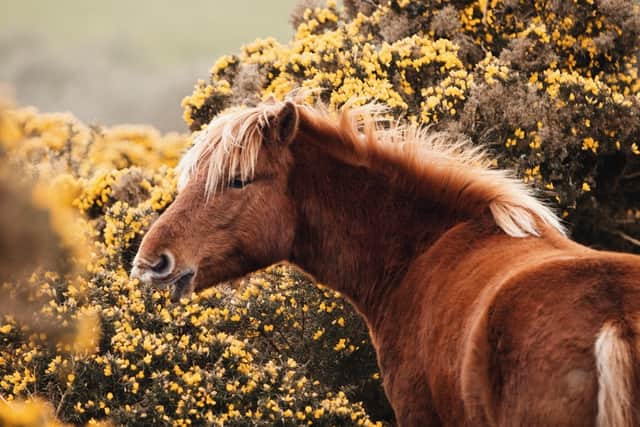 The Dartmoor Hill Pony