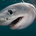 Porbeagle sharks are currently classified as Vulnerable and Critically Endangered in Europe