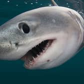 Porbeagle sharks are currently classified as Vulnerable and Critically Endangered in Europe