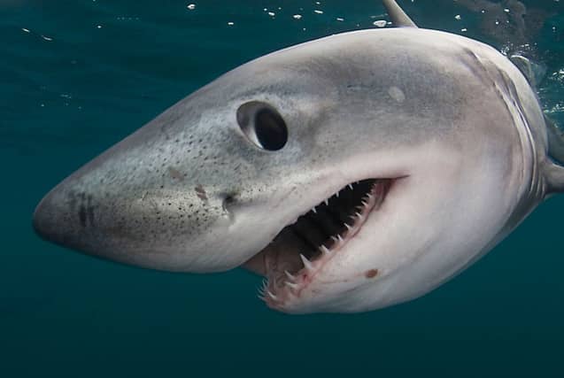 Porbeagle sharks are currently classified as Vulnerable and Critically Endangered in Europe