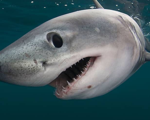 Porbeagle sharks are currently classified as Vulnerable and Critically Endangered in Europe