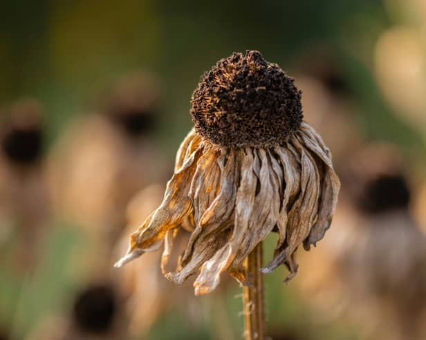 The exceptionally hot weather has caused a drought to be declared 