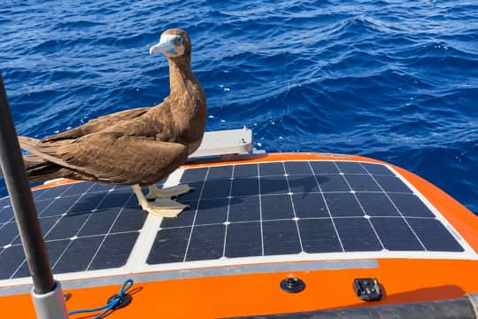 A brown booby bird lands on 'Billy No Mates' to keep Dave 'Dinger' Bell company mid-ocean