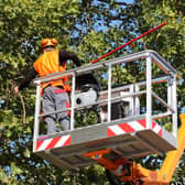Proactive tree management is being done by the council