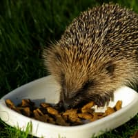 New three-year project aims to take stock of all Devon’s mammals