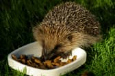 The Devon Mammal Atlas project will seek to ascertain the numbers and distribution of 33 animal species, including hedgehogs as well as rarer creatures such as beavers and pine martens. Credit: Gillian Day