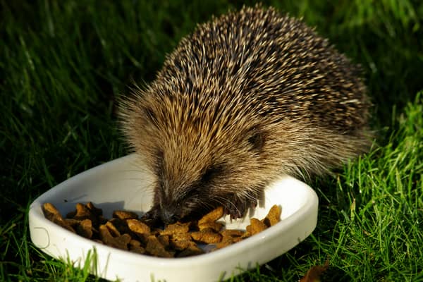 The Devon Mammal Atlas project will seek to ascertain the numbers and distribution of 33 animal species, including hedgehogs as well as rarer creatures such as beavers and pine martens. Credit: Gillian Day