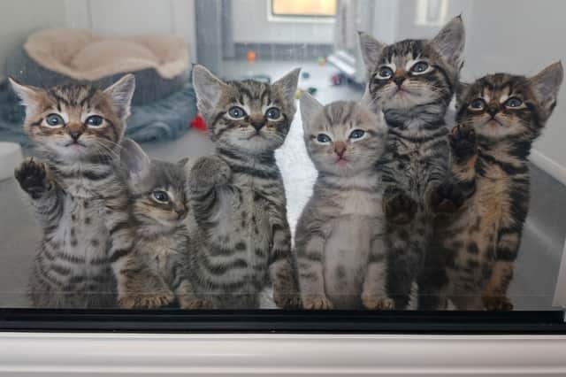 The kittens pictured all together