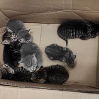 Kittens found hidden in Land Rover bin store saved by Exeter garage team