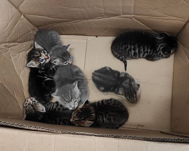 The seven kittens found at Vertu Land Rover Exeter