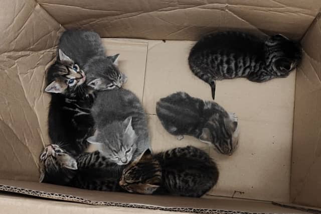 The seven kittens found at Vertu Land Rover Exeter