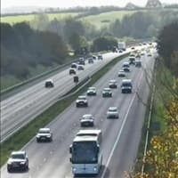 Herd of cows in road cause M5 closure