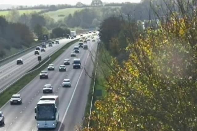 A herd of cows caused chaos on the M5 this morning