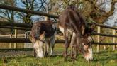 From rescue to recovery: donkeys rehomed in Devon after major welfare operation