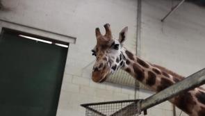 VIDEO: Giraffes, rhinos and new habitats coming to Paignton Zoo in 2026, new owner says