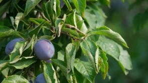 The ‘secret’ orchard which grew out of Exeter’s flood defence scheme