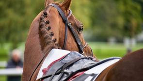 Season Finale at Newton Abbot racecourse
