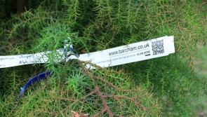 Codes reveal how much carbon city trees store