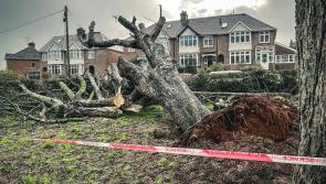 Tree teams assessing storm damage 