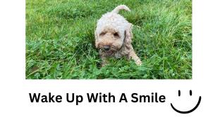 Dog-friendly Exeter is in the lead