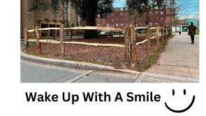 Popular Exeter tree gets TLC
