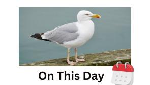 Seagull research revealed surprise finding