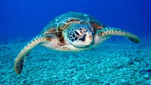 Hundreds of plastic items found inside stricken turtles