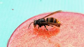 Exeter experts use AI to help detect invasive Asian hornets