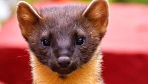 Pine martens on their way back to Dartmoor