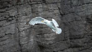 Some seagulls thrive in urban areas due to bigger brains