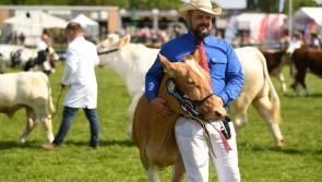  Shetland ponies in glitter boots, velvety tarantulas, and plenty of cider...it's the Alternative Guide to Devon County Show!