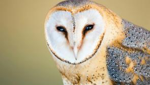 Will political candidates have the wit to woo nature lovers?