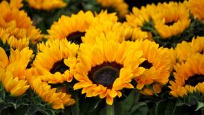 Plant a seed of hope
