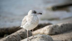 Exeter scientists discover that urban seagulls still prefer seafood!