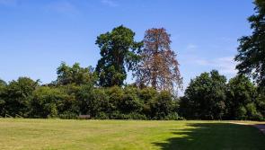  Giant Redwood tree to be felled