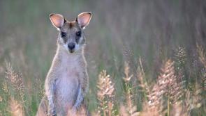 Wallaby spotted in Exeter