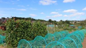 Allotment site to save 16000 litres of rainwater annually 