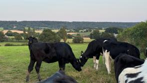 Farmers to attend robotic dairy forum