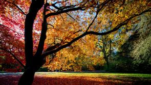 Expect unusually vibrant colours this autumn