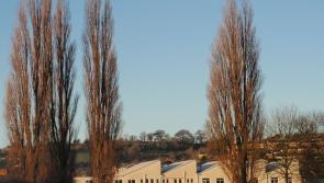 Give feedback on revised plans for Flowerpot Playing Fields
