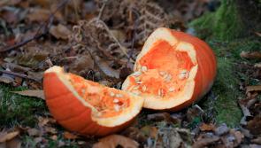 Agency issues plea to protect woodland wildlife