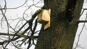 ‘Health and safety’ concerns stopped East Devon putting bird and bat boxes on HQ