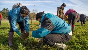 Nectar points fuel conservation