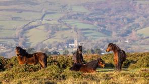 'At risk' Dartmoor Ponies face fight for survival 