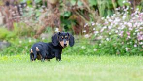 Lapford Dog Club paws it forward with £500 donation