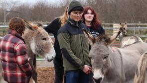 Sidmouth donkeys take lead role in new degree course