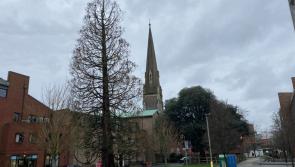 Exeter's iconic city centre trees face felling