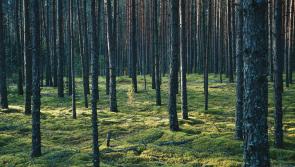 Companies urged to ditch carbon offsetting